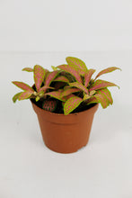 Load image into Gallery viewer, Fittonia Neon Pink | Nerve Plant Neon Pink
