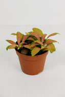 Fittonia Neon Pink | Nerve Plant Neon Pink