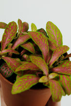 Load image into Gallery viewer, Fittonia Neon Pink | Nerve Plant Neon Pink
