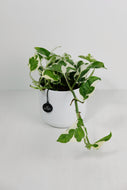 Epipremnum aureum ‘ N-Joy' | Pothos N'Joy