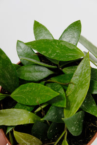 Hoya Carnosa | Wax Plant