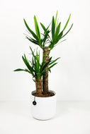 Medium Yucca Elephantipes | Yucca Plant Medium