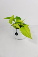 Epipremnum Aureum 'Neon' | Neon Pothos