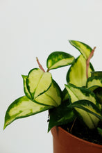 Load image into Gallery viewer, Hoya Carnosa Tricolour | Wax Plant
