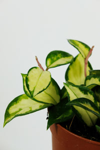 Hoya Carnosa Tricolour | Wax Plant