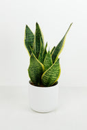 Sansevieria Trifasciata Laurentii Compacta | Snake Plant