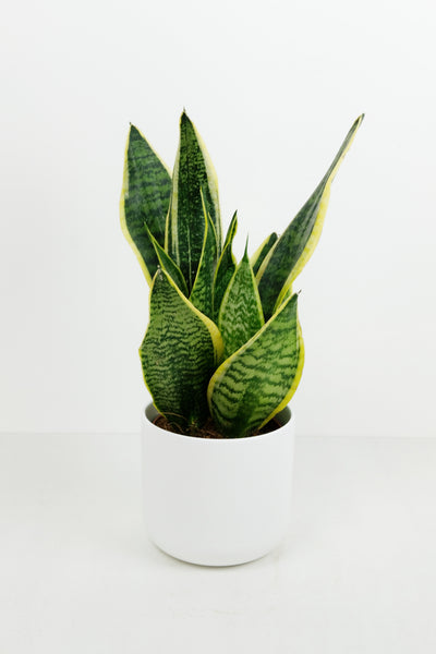 sansevieria laurentii compacta Sansevieria Trifasciata Laurentii Compacta
