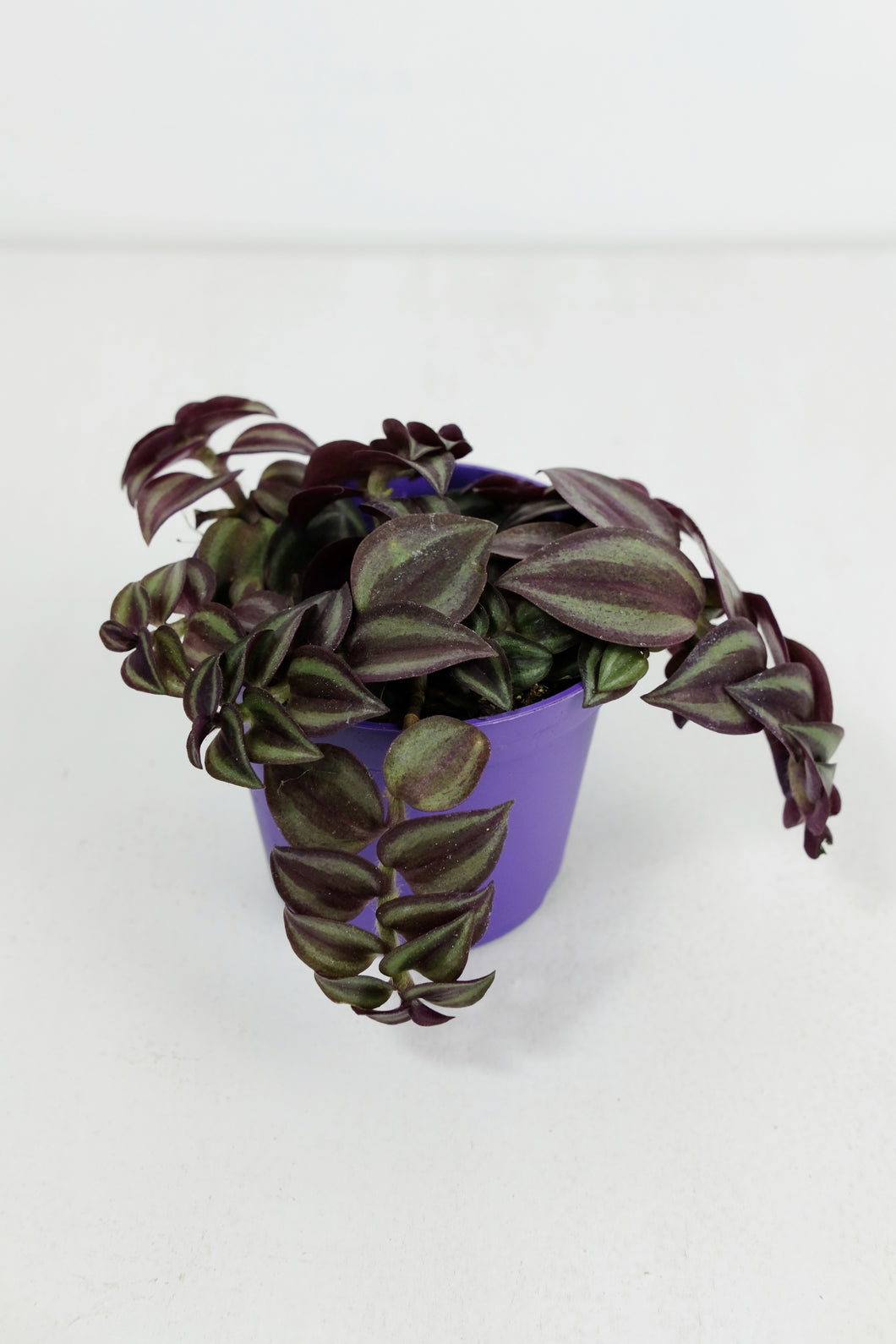 Tradescantia Zebrina | Purple Inch Plant
