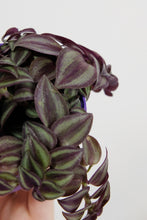 Load image into Gallery viewer, Tradescantia Zebrina | Purple Inch Plant
