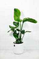 Strelitzia Nicolai Medium | Bird of Paradise Medium