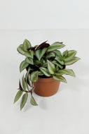 Tradescantia Fluminensis | Inch Plant