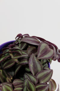 Tradescantia Zebrina | Purple Inch Plant