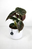 Alocasia Cuprea | Alocasia Red Secret
