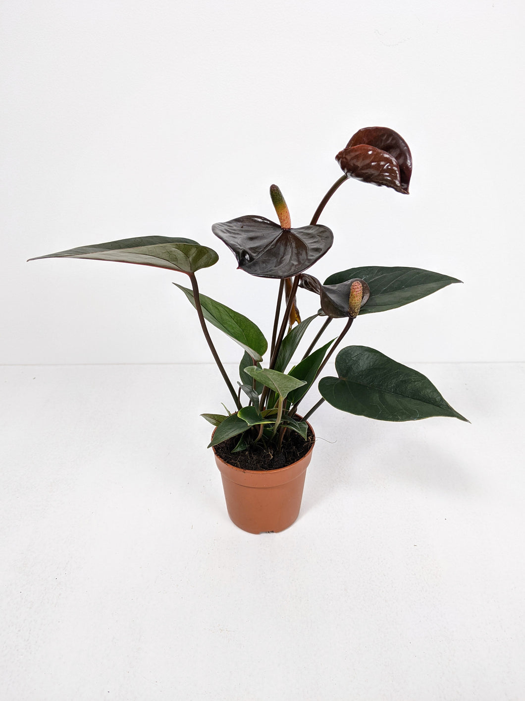 Mini Anthurium Black Love | Flamingo Plant Black