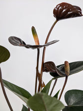 Load image into Gallery viewer, Mini Anthurium Black Love | Flamingo Plant Black
