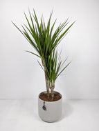 Draceana Marginata | Dragon Tree