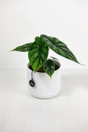 Alocasia 'Baginda' | Alocasia Dragon Scale