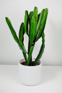 Large Euphorbia Trigona | African Milk Tree Large