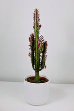Load image into Gallery viewer, Large Euphorbia Trigona Rubra | African Milk Tree Red Large
