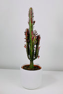 Large Euphorbia Trigona Rubra | African Milk Tree Red Large