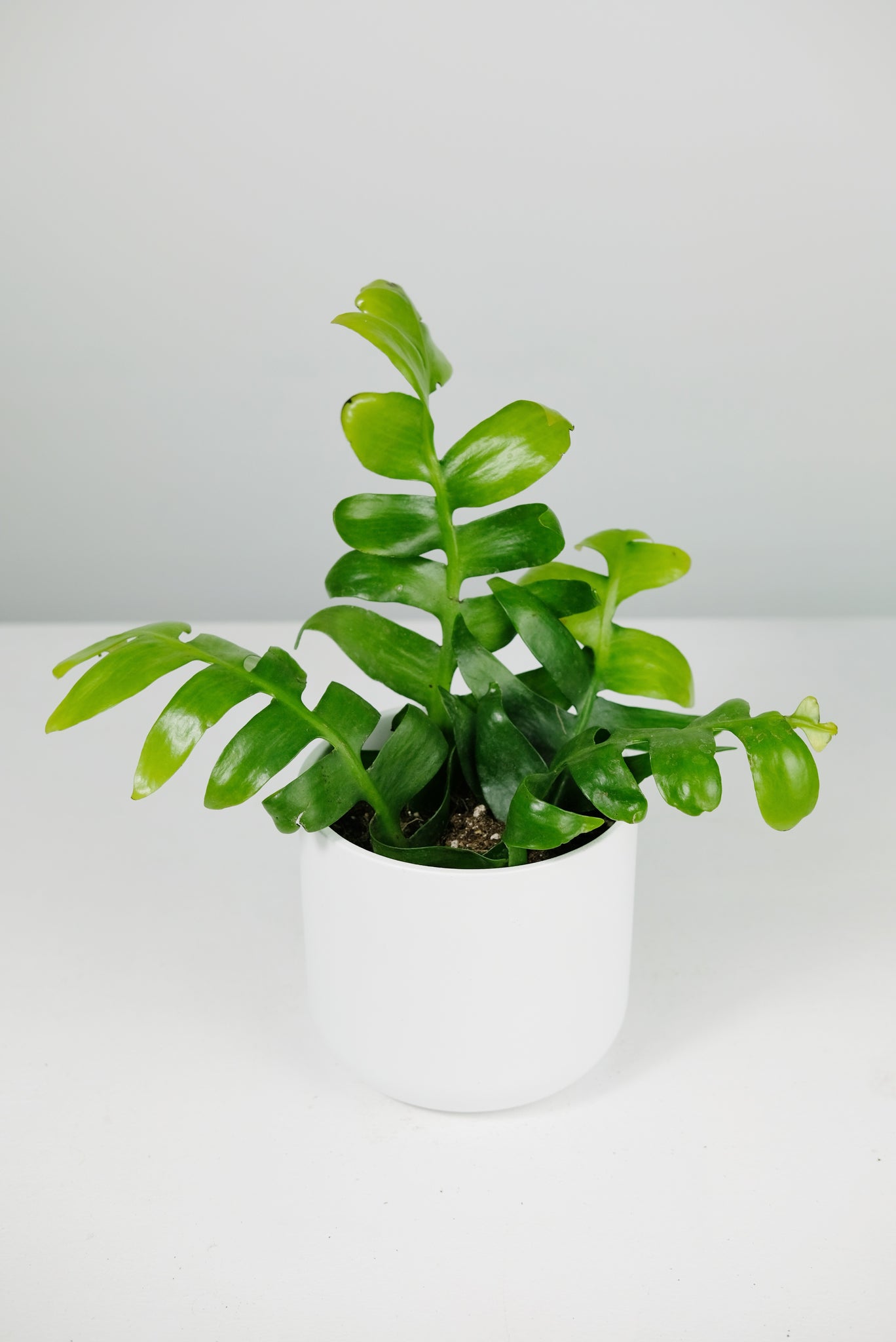 fern cactus Selenicereus Chrysocardium