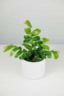 Selenicereus Chrysocardium | Fern Leaf Cactus