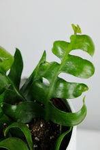 Load image into Gallery viewer, Selenicereus Chrysocardium | Fern Leaf Cactus
