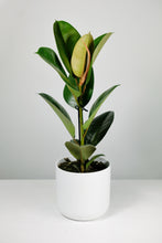 Load image into Gallery viewer, Ficus Elastica Robusta | Rubber Tree
