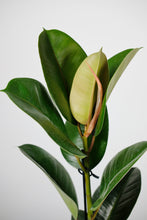 Load image into Gallery viewer, Ficus Elastica Robusta | Rubber Tree
