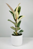 Ficus Elastica Tineke | Rubber Tree Tineke