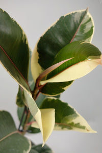 Ficus Elastica Tineke | Rubber Tree Tineke