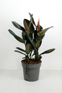 Ficus Elastica Abidjan Large |  Large Rubber Tree Abidjan
