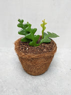Epiphyllum Anguliger | Fishbone Cactus