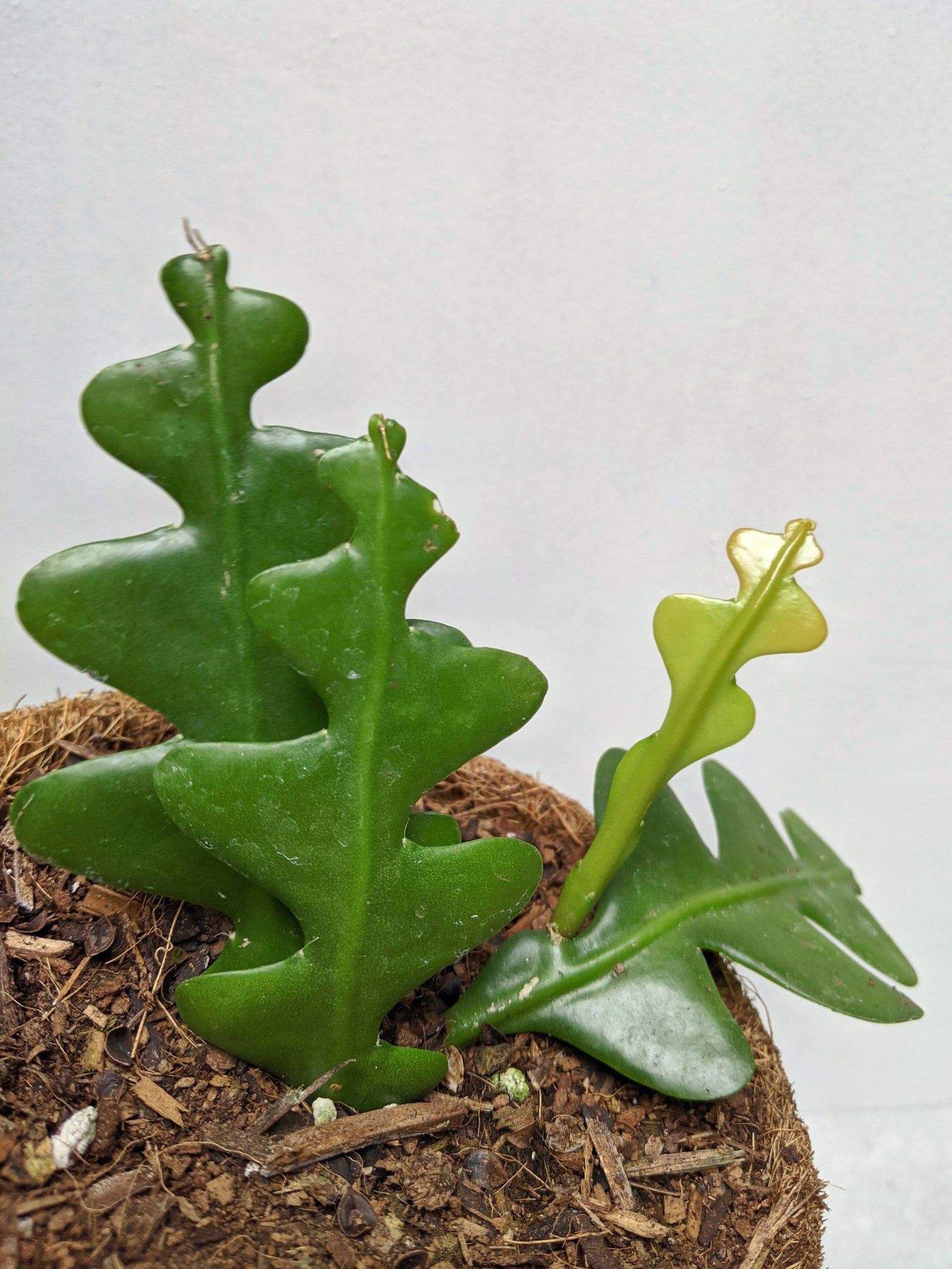 Epiphyllum Anguliger  Fishbone Cactus – Jungle Houseplants