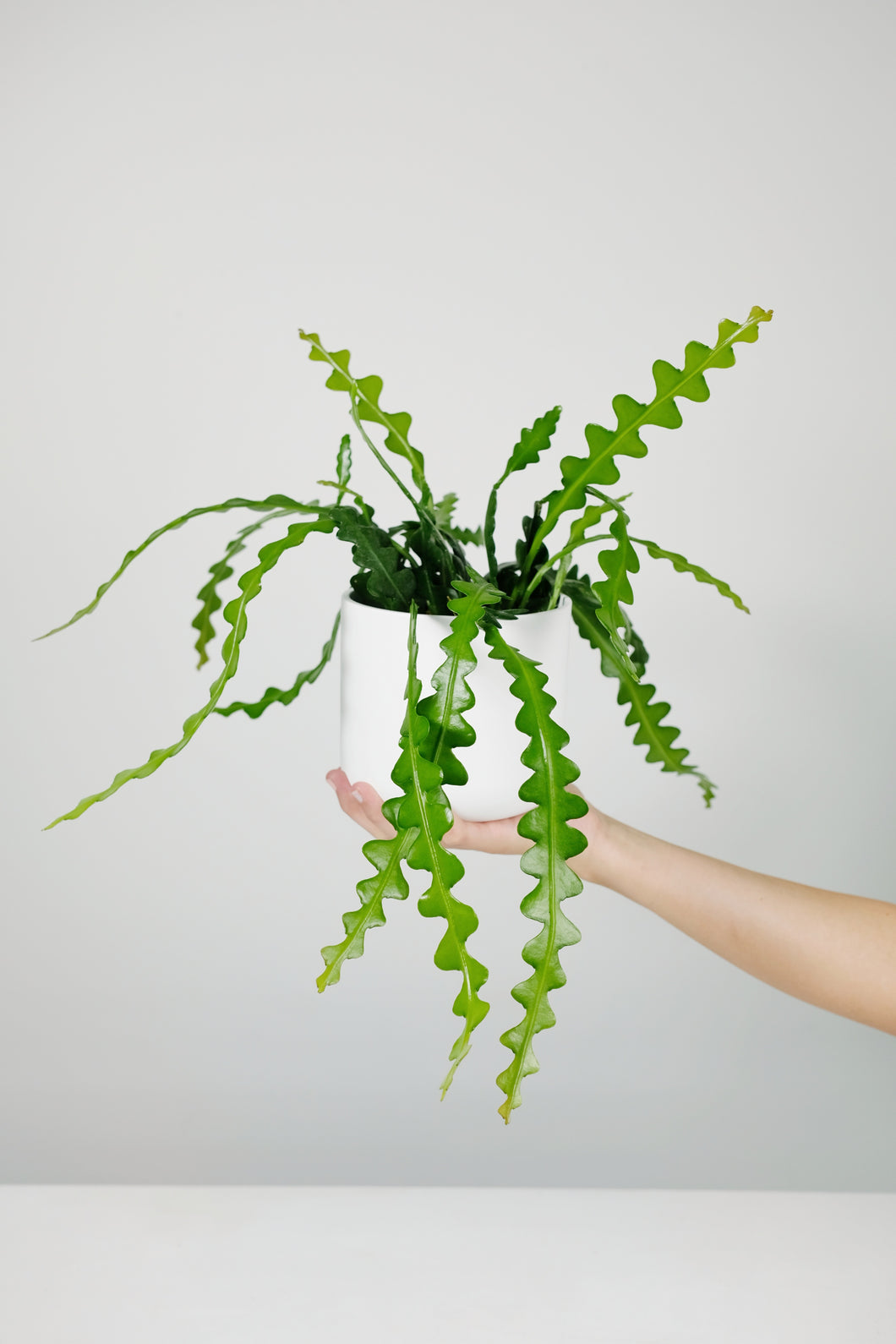 Epiphyllum Anguliga | Fishbone Cactus