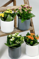 Kalanchoe Blossfeldinia | Flaming Katy