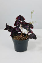 Load image into Gallery viewer, Oxalis Triangularis | Purple Shamrock
