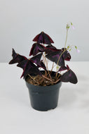 Oxalis Triangularis | Purple Shamrock