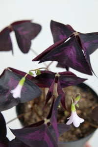 Oxalis Triangularis | Purple Shamrock