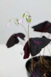 Oxalis Triangularis | Purple Shamrock