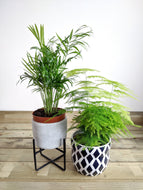 Mini Forest Bundle