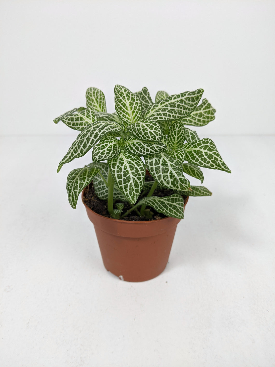 Fittonia Green | Nerve Plant Green