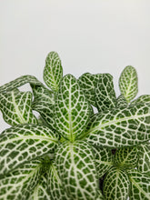 Load image into Gallery viewer, Fittonia Green | Nerve Plant Green
