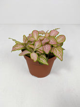 Load image into Gallery viewer, Fittonia Light Pink | Nerve Plant Light Pink
