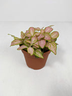 Fittonia Light Pink | Nerve Plant Light Pink