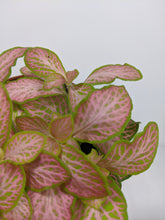 Load image into Gallery viewer, Fittonia Light Pink | Nerve Plant Light Pink
