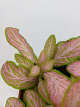 Load image into Gallery viewer, Fittonia Light Pink | Nerve Plant Light Pink
