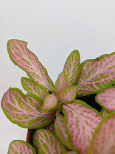 Fittonia Light Pink | Nerve Plant Light Pink