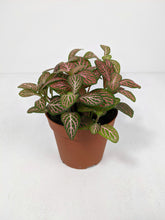 Load image into Gallery viewer, Fittonia Pink | Nerve Plant Dark Pink
