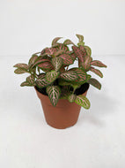 Fittonia Pink | Nerve Plant Dark Pink